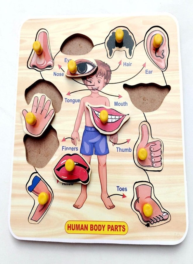 EL SMO Wooden Human Body Puzzles With Picture Educational Board For Kids Human Body Knob Early Educational Learning Wooden Puzzle Board For Kids Children Boys Girls (Small Body Parts) - Image 5